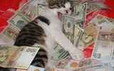 Cat-in-a-pile-of-money