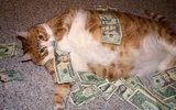 Money_cat_wallpaper_v60nt