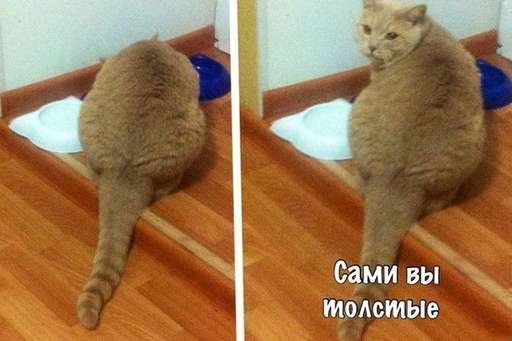 =^ᴥ^= Любители котятков - Толстота!